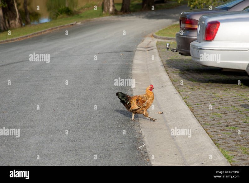 Image: Descubre el Juego de Azar de la Ruta del Pollo en España Official
